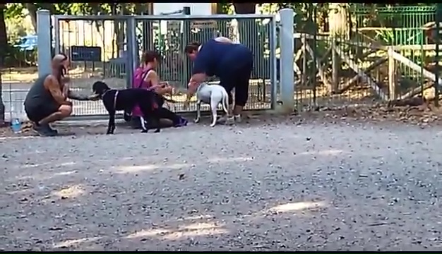 Weiss le pitbull sourd trouvé à Livourne, la rencontre touchante avec ses propriétaires