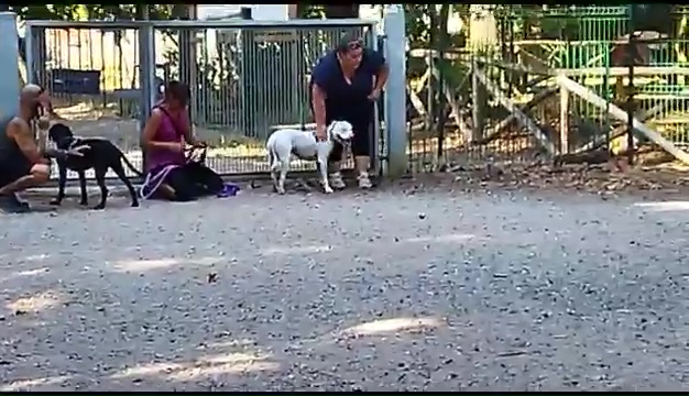 Weiss le pitbull sourd trouvé à Livourne, la rencontre touchante avec ses propriétaires