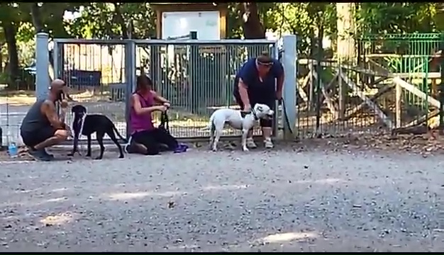 Weiss, der gehörlose Pitbull, wurde in Livorno gefunden, das rührende Treffen mit seinen Besitzern