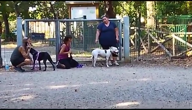 Weiss le pitbull sourd trouvé à Livourne, la rencontre touchante avec ses propriétaires