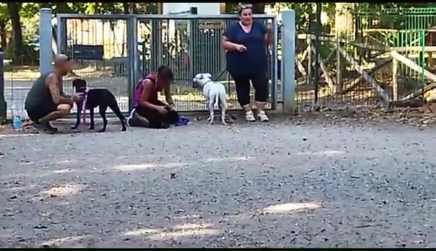 Weiss, der gehörlose Pitbull, wurde in Livorno gefunden, das rührende Treffen mit seinen Besitzern