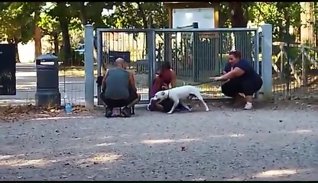 Weiss, der gehörlose Pitbull, wurde in Livorno gefunden, das rührende Treffen mit seinen Besitzern