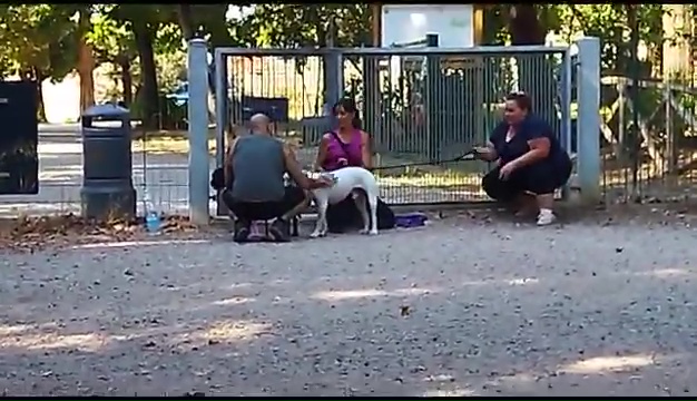 Weiss, der gehörlose Pitbull, wurde in Livorno gefunden, das rührende Treffen mit seinen Besitzern