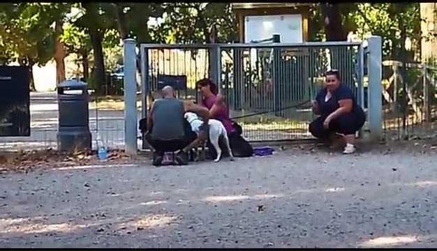 Weiss, der gehörlose Pitbull, wurde in Livorno gefunden, das rührende Treffen mit seinen Besitzern