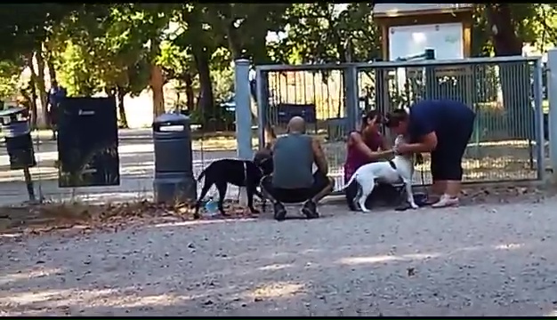 Weiss le pitbull sourd trouvé à Livourne, la rencontre touchante avec ses propriétaires