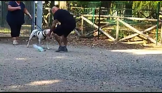 Weiss le pitbull sourd trouvé à Livourne, la rencontre touchante avec ses propriétaires