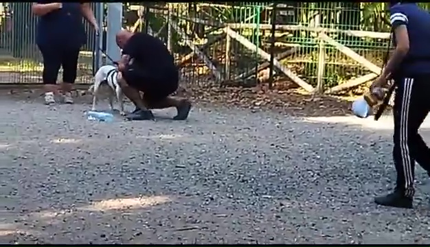 Weiss, der gehörlose Pitbull, wurde in Livorno gefunden, das rührende Treffen mit seinen Besitzern