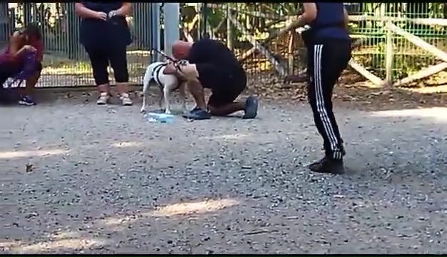 Weiss le pitbull sourd trouvé à Livourne, la rencontre touchante avec ses propriétaires