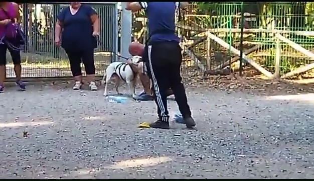 Weiss, der gehörlose Pitbull, wurde in Livorno gefunden, das rührende Treffen mit seinen Besitzern