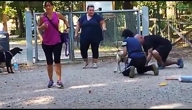 Weiss le pitbull sourd trouvé à Livourne, la rencontre touchante avec ses propriétaires