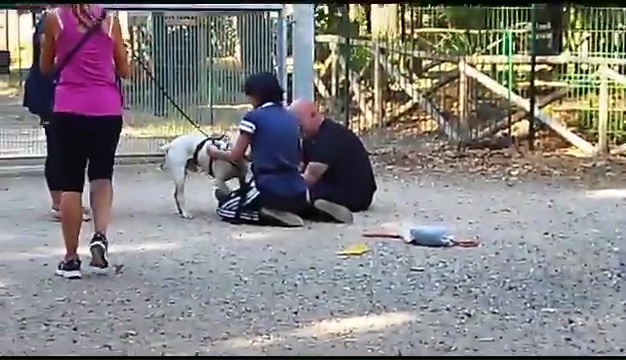 Weiss le pitbull sourd trouvé à Livourne, la rencontre touchante avec ses propriétaires