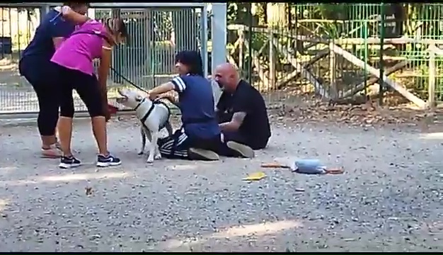 Weiss, el pitbull sordo encontrado en Livorno, el emotivo encuentro con sus dueños