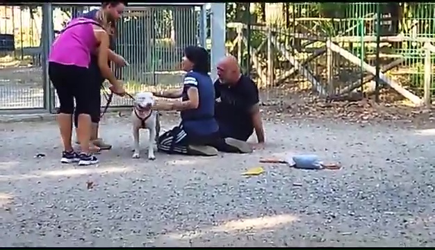 Weiss le pitbull sourd trouvé à Livourne, la rencontre touchante avec ses propriétaires