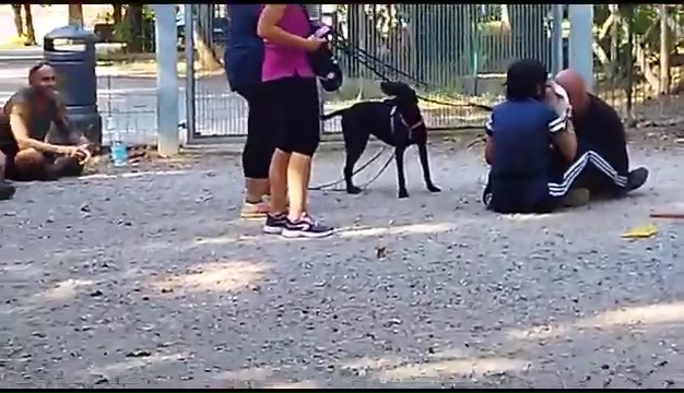 Weiss, der gehörlose Pitbull, wurde in Livorno gefunden, das rührende Treffen mit seinen Besitzern