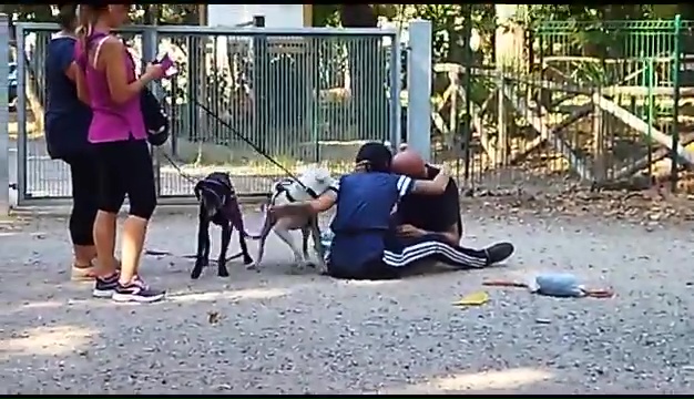 Weiss, der gehörlose Pitbull, wurde in Livorno gefunden, das rührende Treffen mit seinen Besitzern