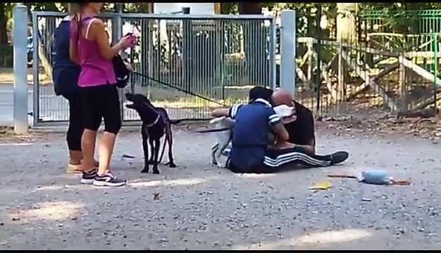 Weiss, der gehörlose Pitbull, wurde in Livorno gefunden, das rührende Treffen mit seinen Besitzern