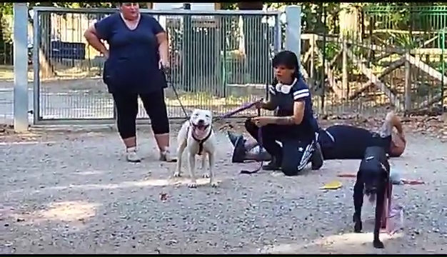 Weiss le pitbull sourd trouvé à Livourne, la rencontre touchante avec ses propriétaires