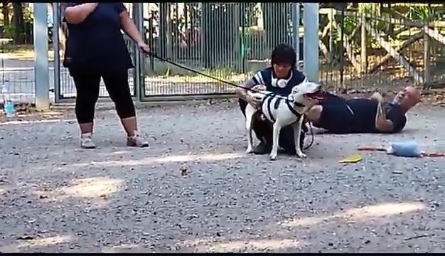 Weiss le pitbull sourd trouvé à Livourne, la rencontre touchante avec ses propriétaires