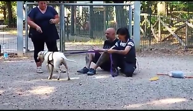 Weiss le pitbull sourd trouvé à Livourne, la rencontre touchante avec ses propriétaires