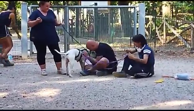 Weiss, der gehörlose Pitbull, wurde in Livorno gefunden, das rührende Treffen mit seinen Besitzern