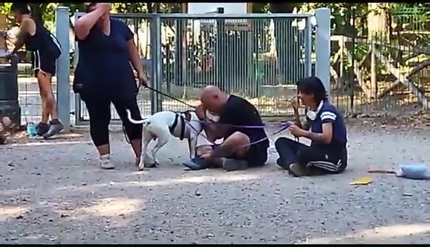 Weiss, der gehörlose Pitbull, wurde in Livorno gefunden, das rührende Treffen mit seinen Besitzern