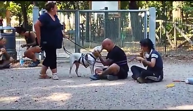 Weiss, der gehörlose Pitbull, wurde in Livorno gefunden, das rührende Treffen mit seinen Besitzern