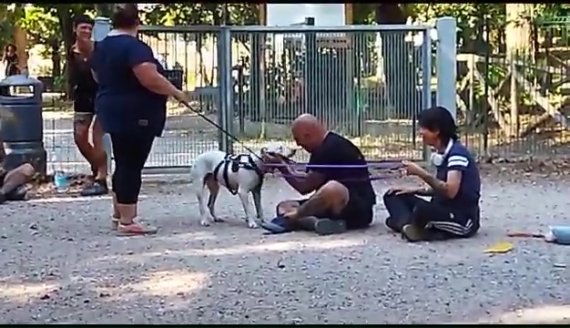 Weiss le pitbull sourd trouvé à Livourne, la rencontre touchante avec ses propriétaires