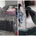 Lascia finestra aperta, piccioni devastano casa: danni per 17mila euro