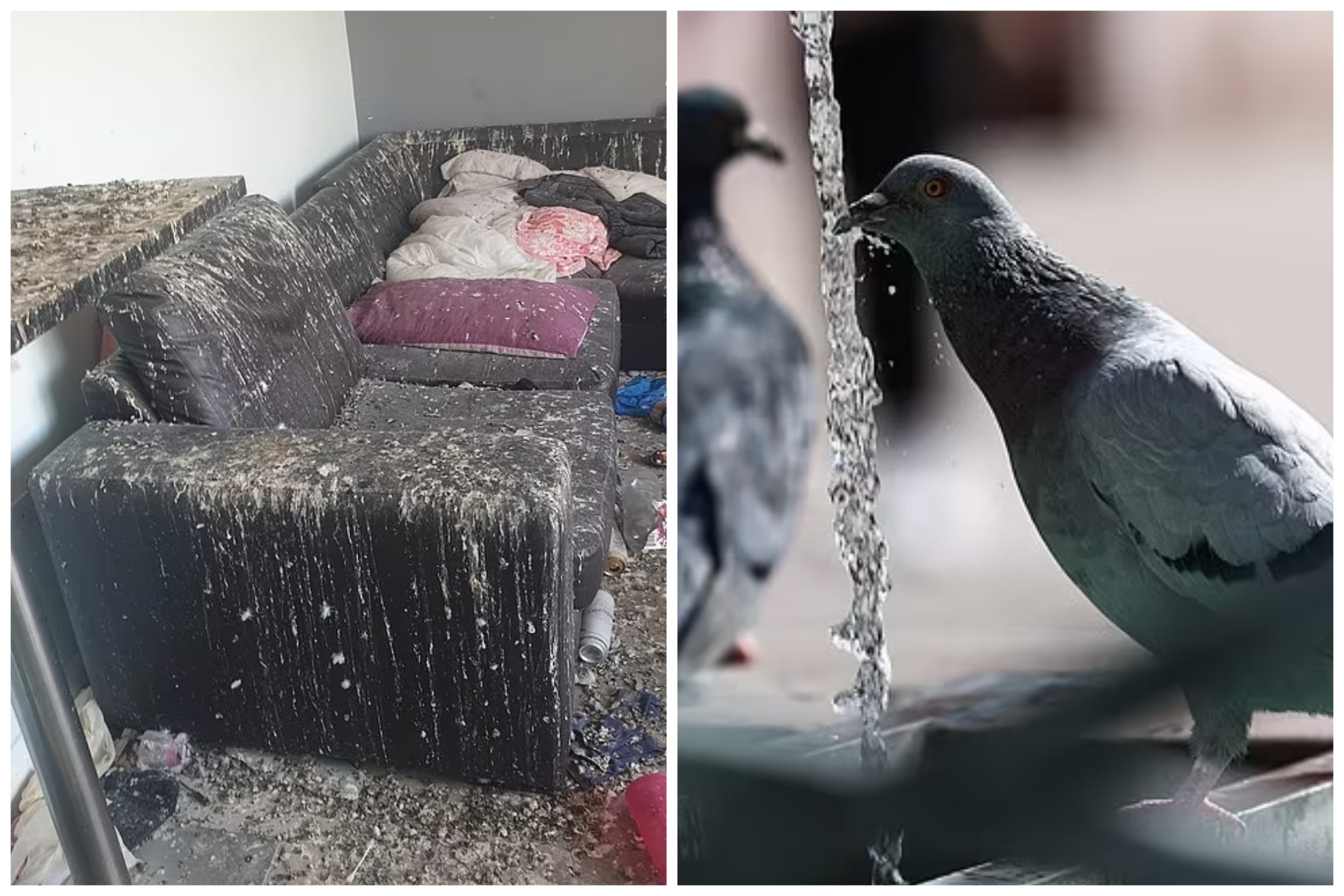 Lascia finestra aperta, piccioni devastano casa: danni per 17mila euro