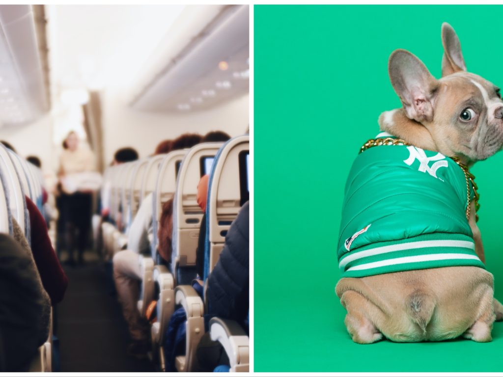 Un chien pue pendant 13 heures dans l'avion, le couple obtient une indemnisation pour les dommages