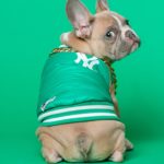 Cane in aereo fa puzzette per 13 ore, una coppia ottiene risarcimento danni