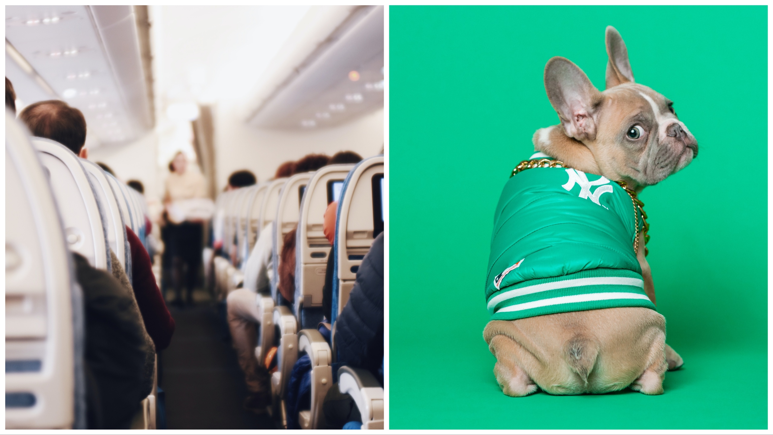 Un perro apesta durante 13 horas en un avión y una pareja recibe una indemnización por daños y perjuicios