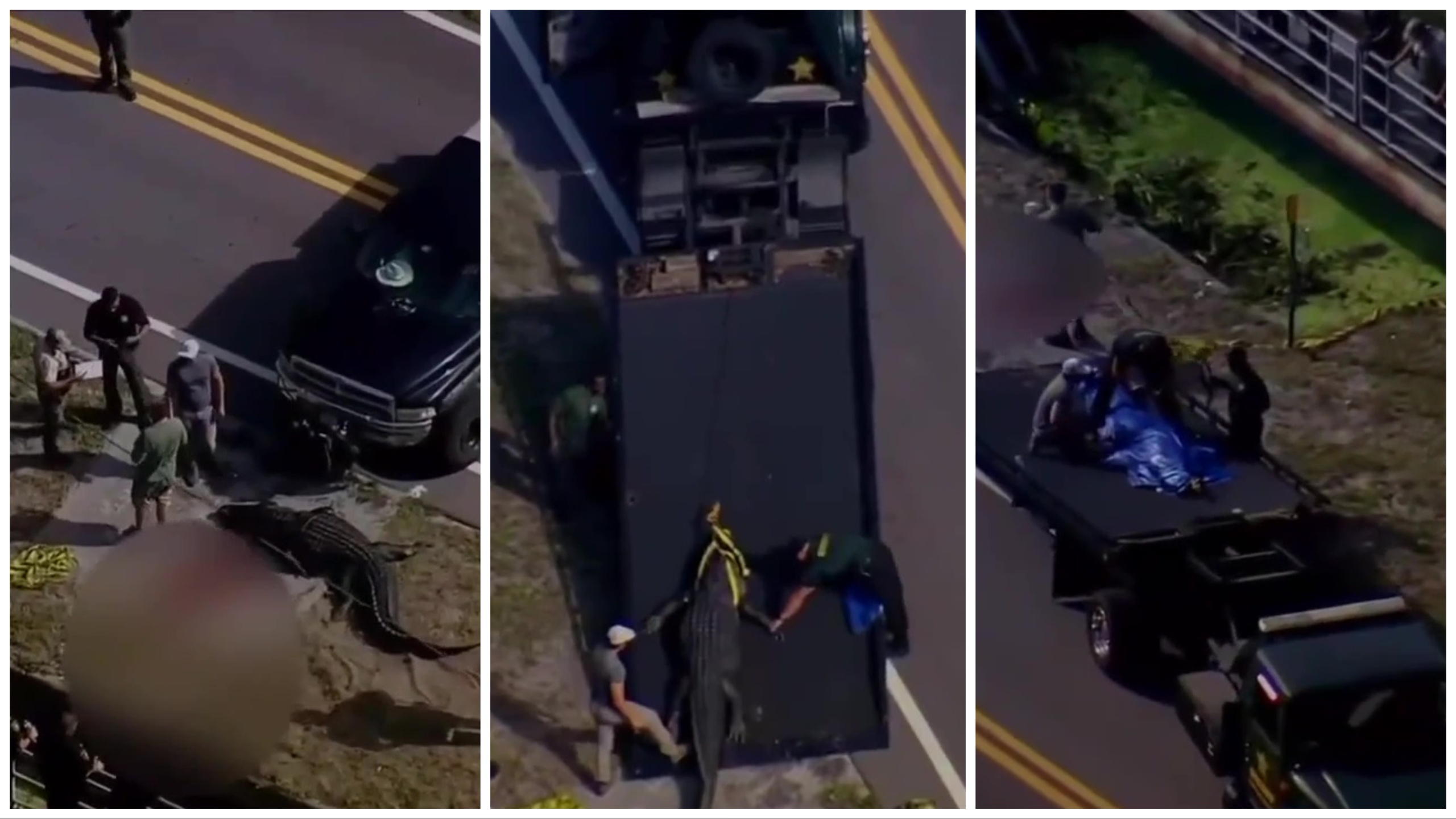 Cocodrilo en la calle con un cuerpo humano en las fauces: la policía le dispara