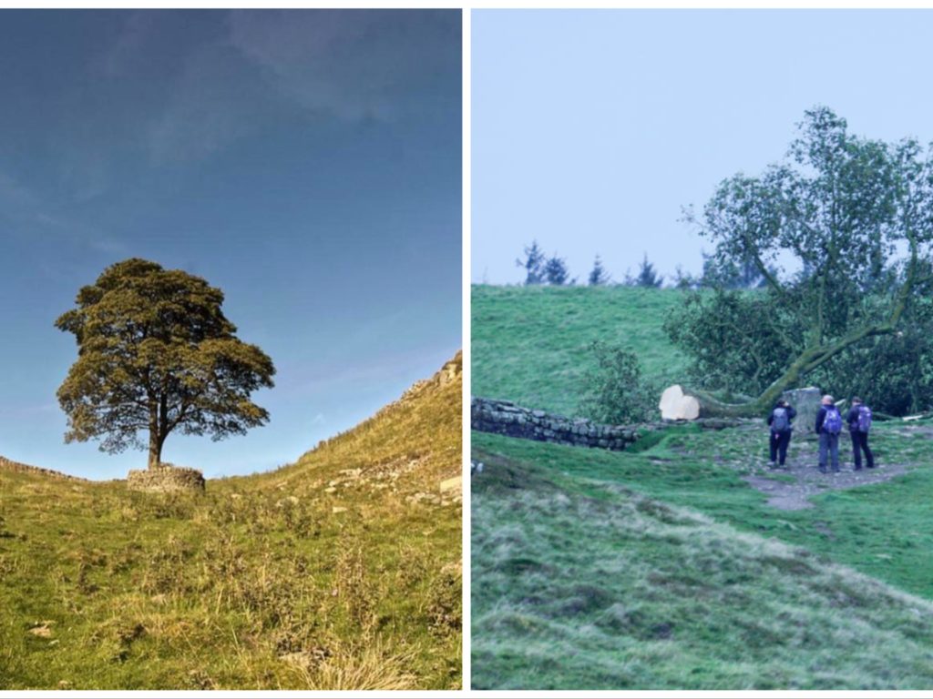 b unter Schock, Symbol Sycamore Gap-Baum gefällt