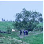 b sotto shock, abbattuto l'albero simbolo Sycamore Gap