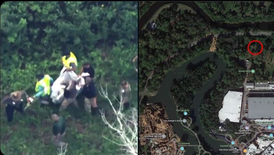 Oso trepa a un árbol cerca de un parque de Disney: atracciones cerradas