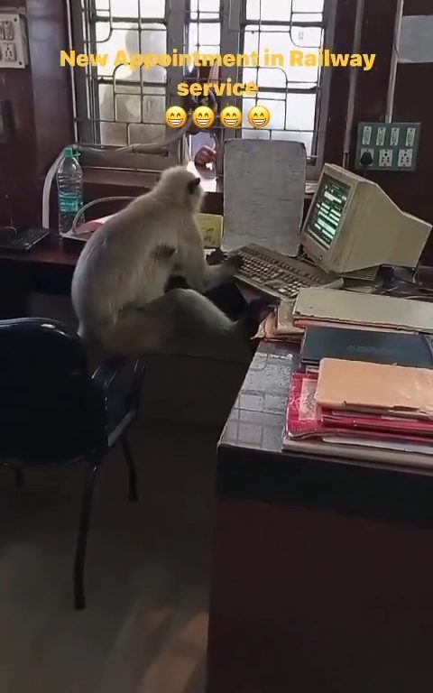 Los monos indios "trabajan" en las oficinas ferroviarias