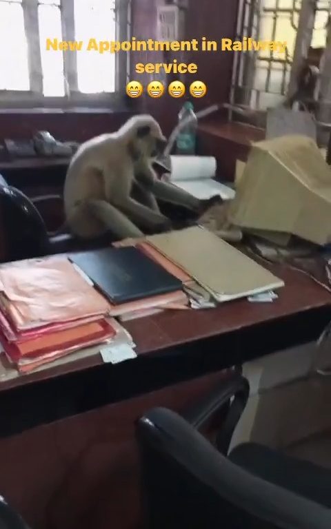 Des singes indiens « travaillent » dans les bureaux des chemins de fer