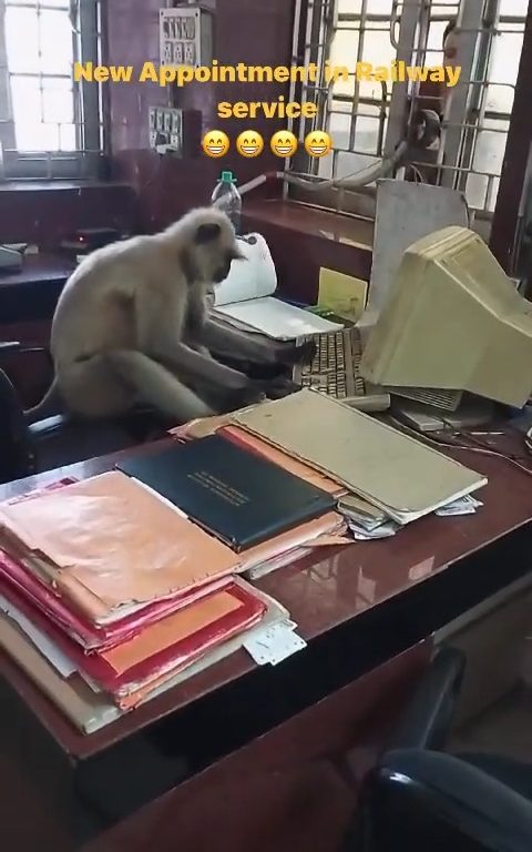 Des singes indiens « travaillent » dans les bureaux des chemins de fer