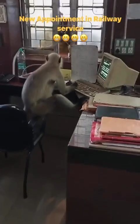 Los monos indios "trabajan" en las oficinas ferroviarias