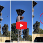 Orangotango scaglia opossum fuori dal recinto: panico allo zoo