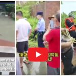 Coccodrilli fuggiti da fattoria dopo inondazione: cittadini chiusi in casa