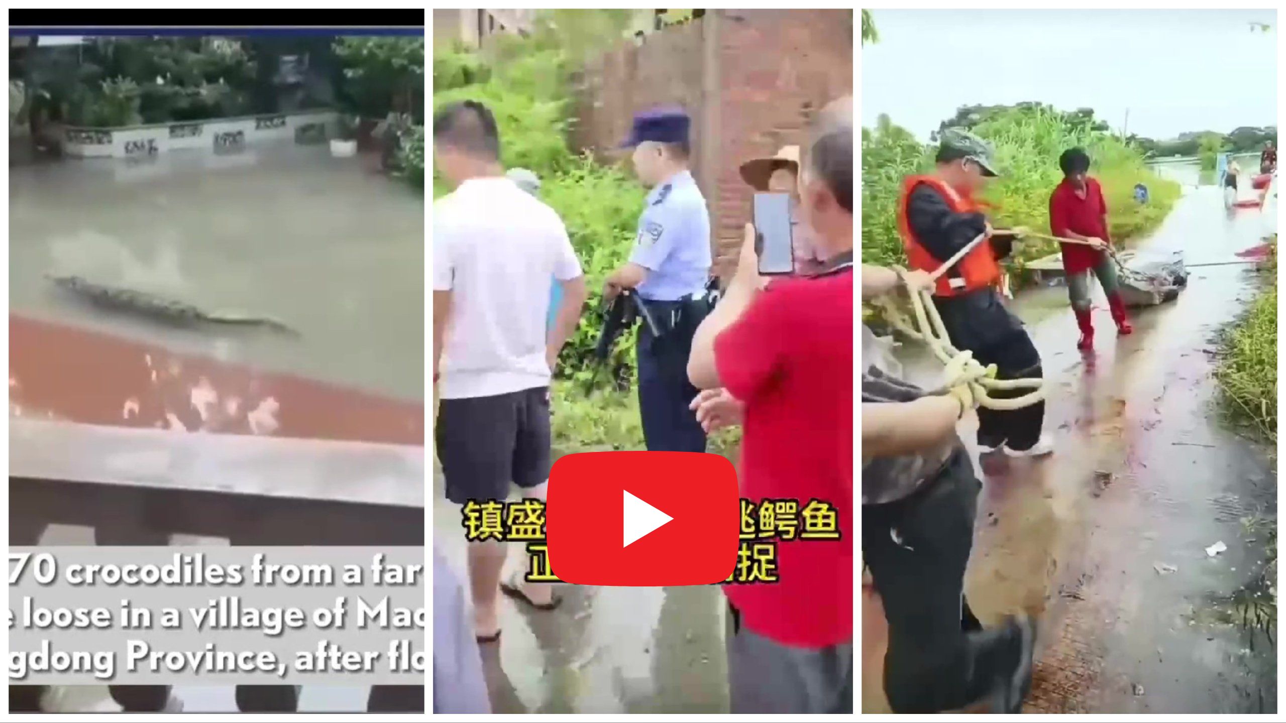 Coccodrilli fuggiti da fattoria dopo inondazione: cittadini chiusi in casa