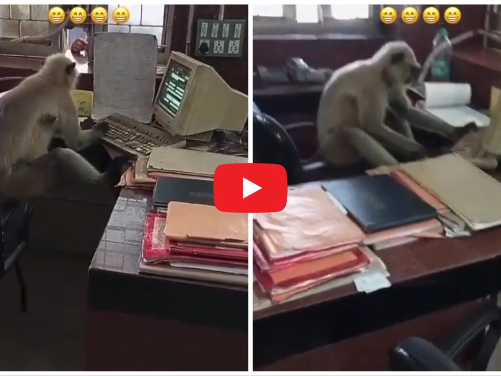 Des singes indiens « travaillent » dans les bureaux des chemins de fer