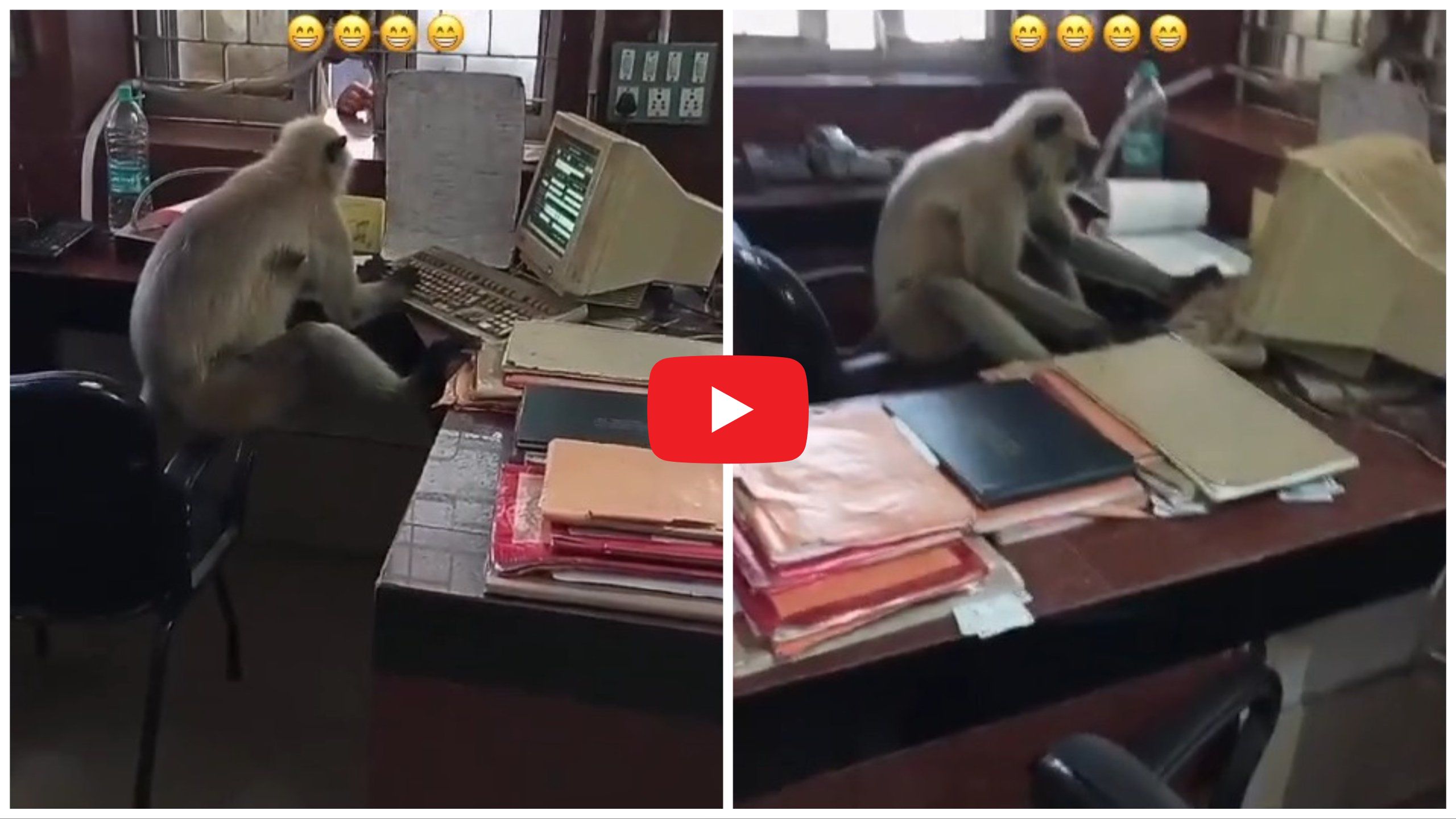 Los monos indios "trabajan" en las oficinas ferroviarias