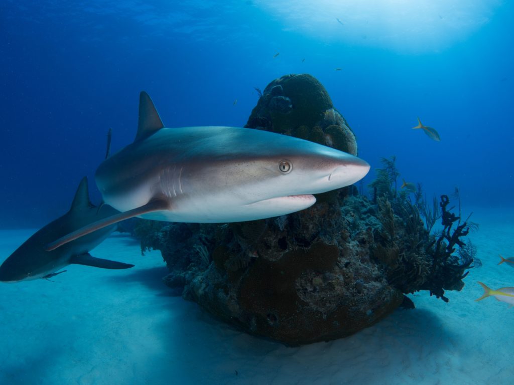 Tiburones drogados con cocaína, hay alarma: los narcotraficantes tienen la culpa