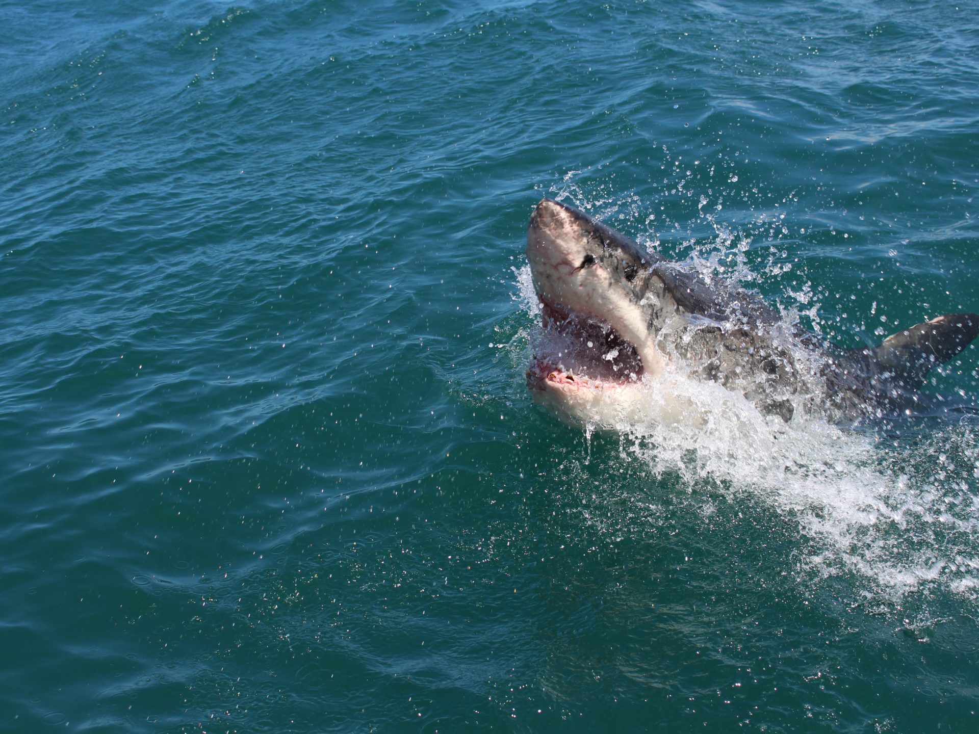 Tiburones drogados con cocaína, hay alarma: los narcotraficantes tienen la culpa