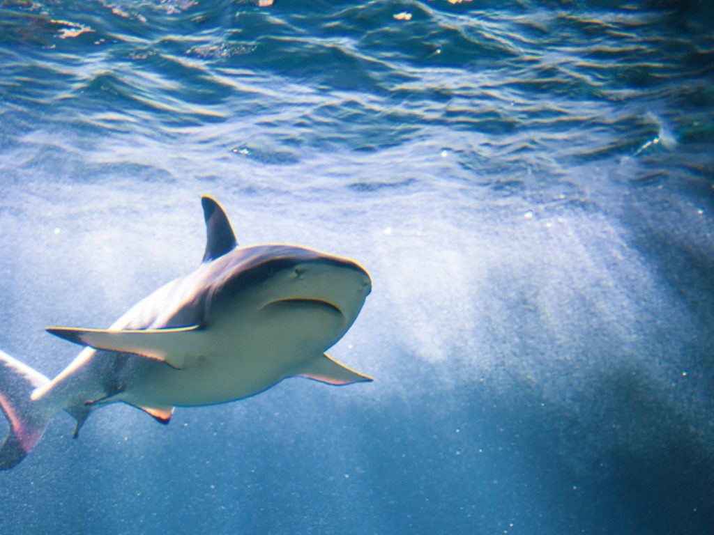 Tiburones drogados con cocaína, hay alarma: los narcotraficantes tienen la culpa