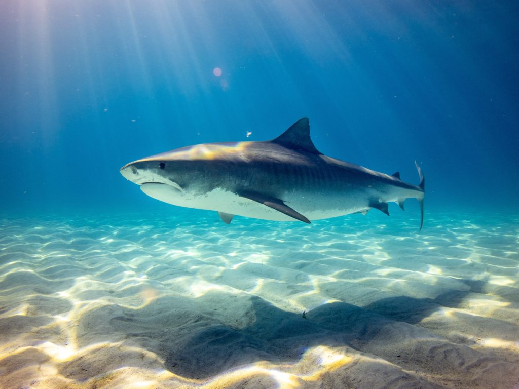 Tiburones drogados con cocaína, hay alarma: los narcotraficantes tienen la culpa