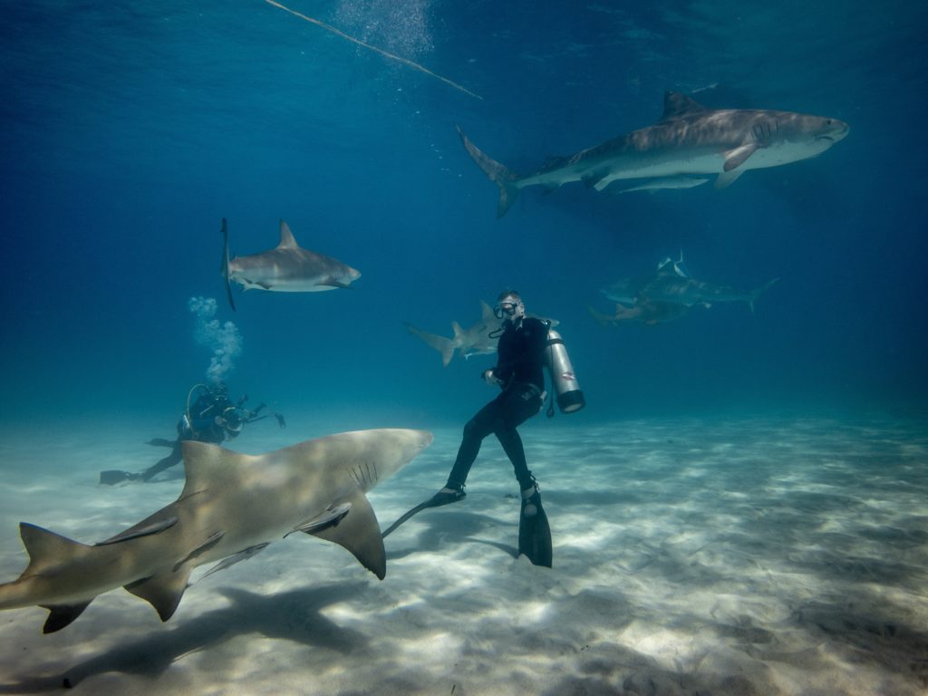 Tiburones drogados con cocaína, hay alarma: los narcotraficantes tienen la culpa